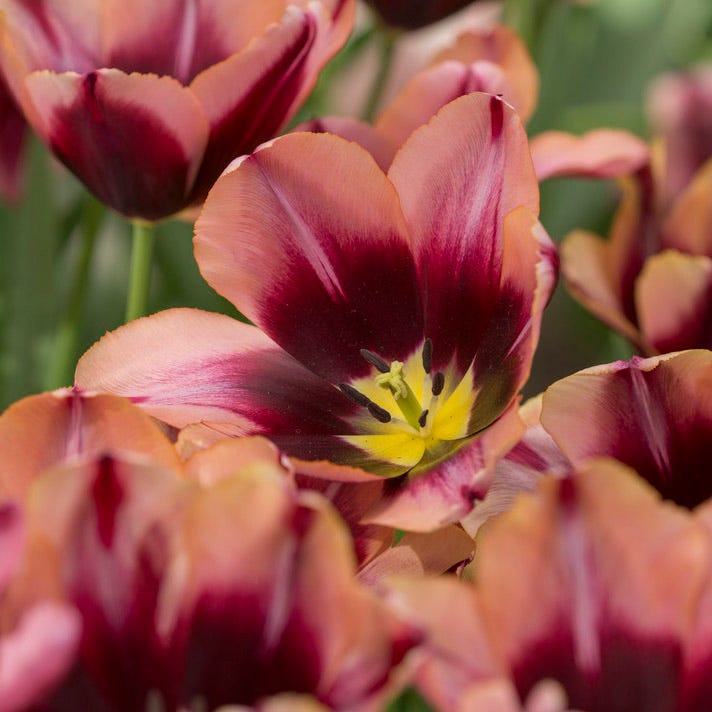 Slawa Triumph Tulip