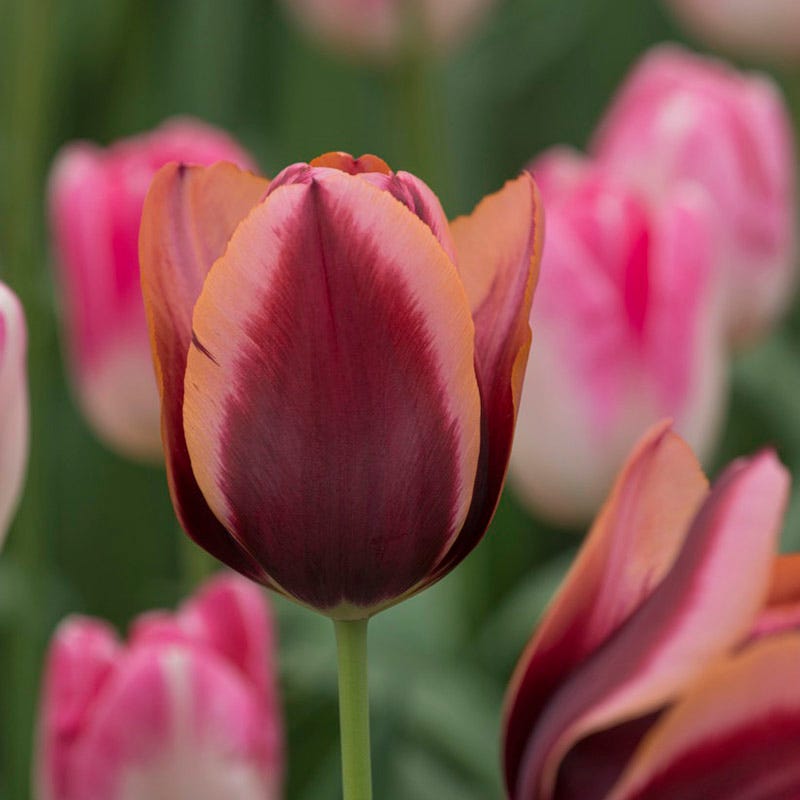 Slawa Triumph Tulip