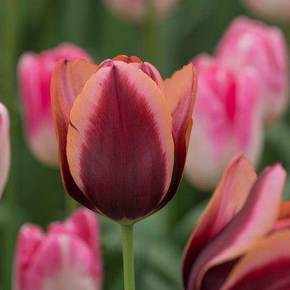 Slawa Triumph Tulip