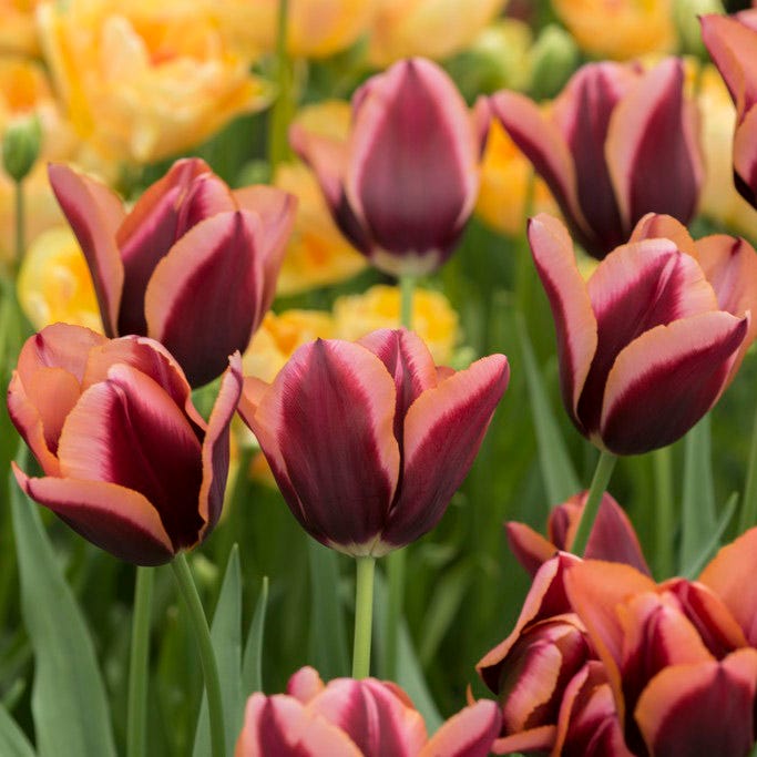 Slawa Triumph Tulip - Thumbnail 3