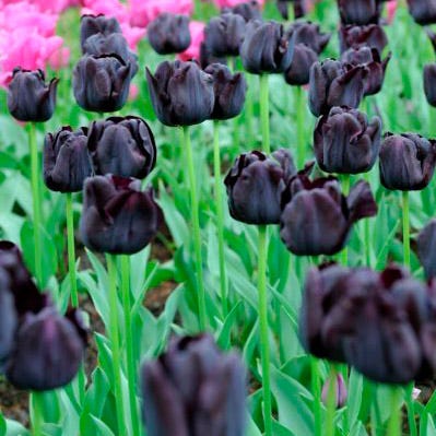 Paul Scherer Triumph Tulip