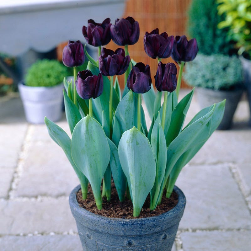 Paul Scherer Triumph Tulip