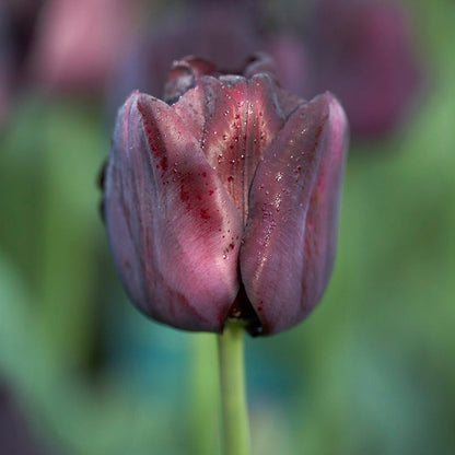Paul Scherer Triumph Tulip