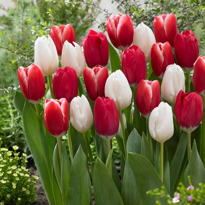 Candy Cane Triumph Tulip Mix