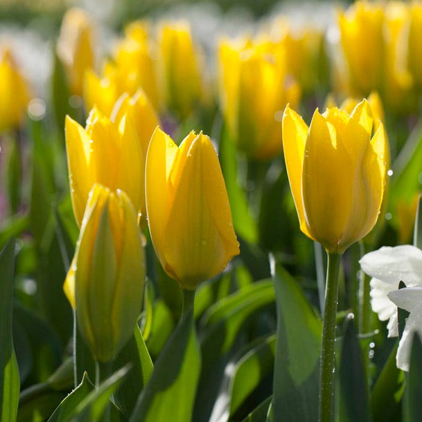 Sunshine Tulip Flower Bulb Collection
