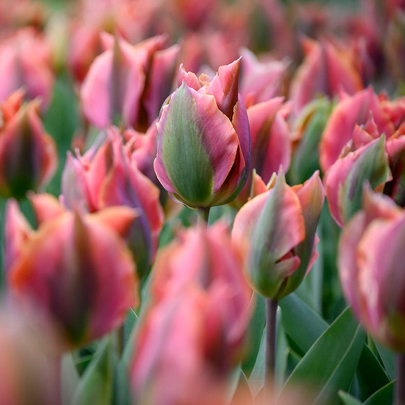 Artist Viridiflora Tulip