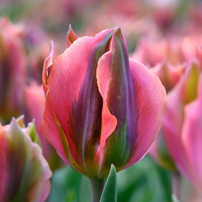 Artist Viridiflora Tulip