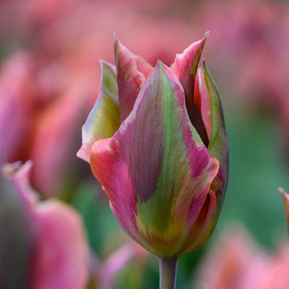 Artist Viridiflora Tulip