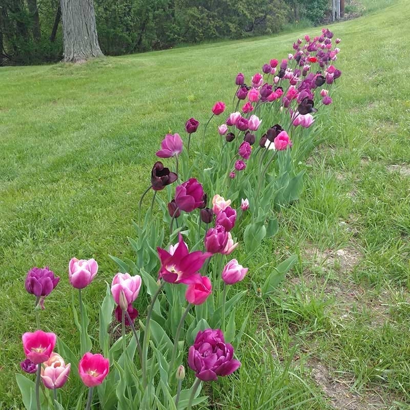 Blue Moon Triumph Tulip Mix