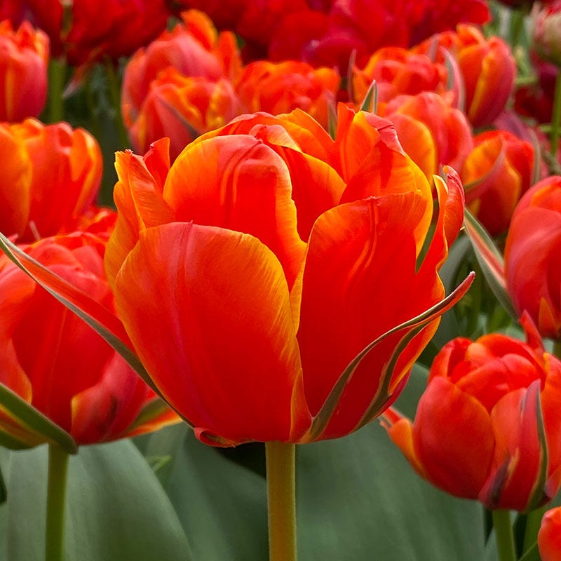 Queensday Tulip