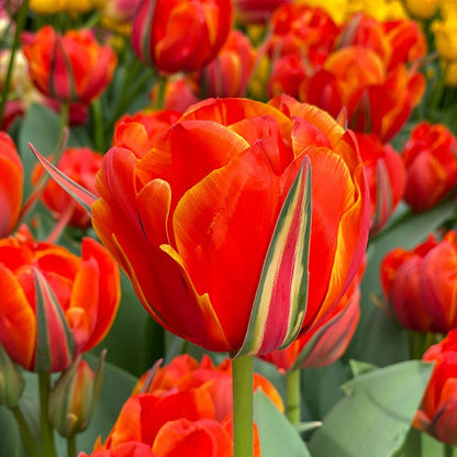 Queensday Tulip