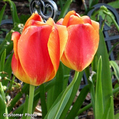 Apeldoorn Elite Darwin Tulip