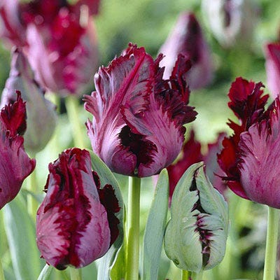 Black Parrot Tulip