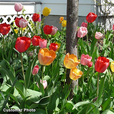 Grand Darwin Tulip Mix