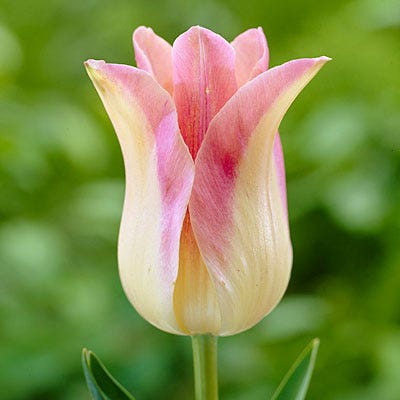 Elegant Lady Lily Flowered Tulip