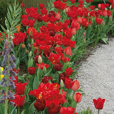 Endless Spring Red Tulip | American Meadows