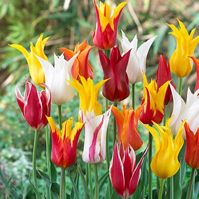 Lily Flowered Tulip Mix