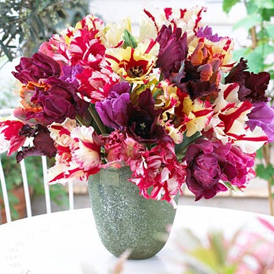 Parrot Tulip Mix