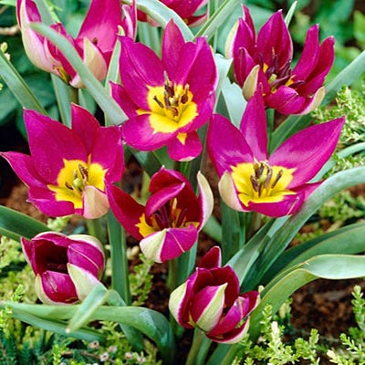 Persian Pearl Wild Tulip
