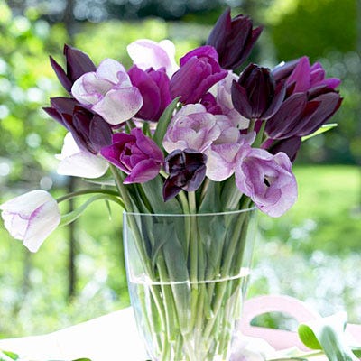 Purple Passion Triumph Tulip Mix