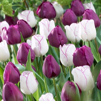 Purple Passion Triumph Tulip Mix