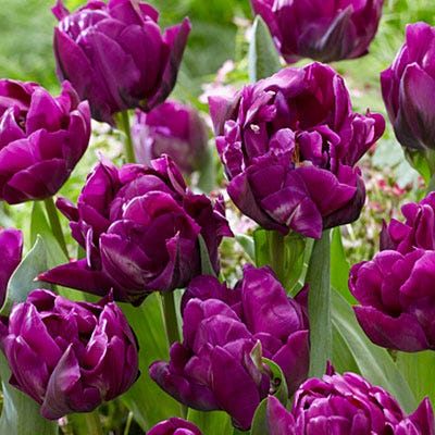 Purple Peony Double Late Tulip