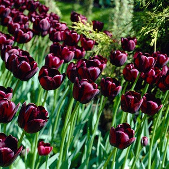 Queen Of The Night Single Late Tulip