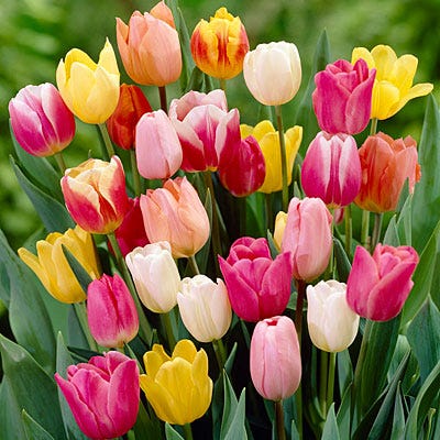 Rainbow Triumph Tulip Mix | American Meadows