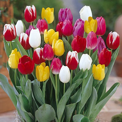 Rainbow Triumph Tulip Mix