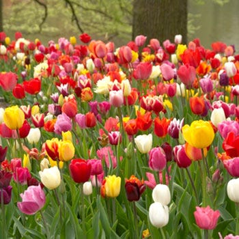 Rainbow Triumph Tulip Mix