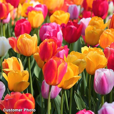 Rainbow Triumph Tulip Mix