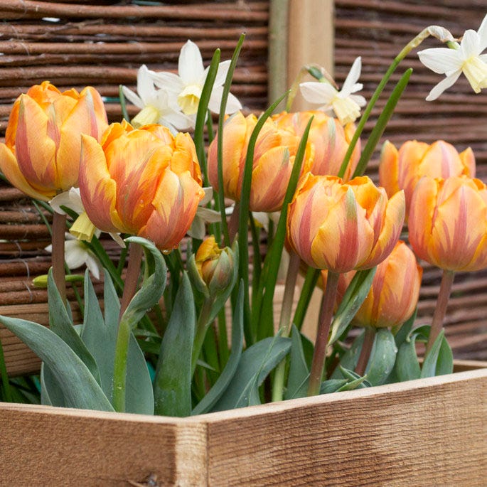 Orange Princess Double Late Tulip Bulbs | American Meadows