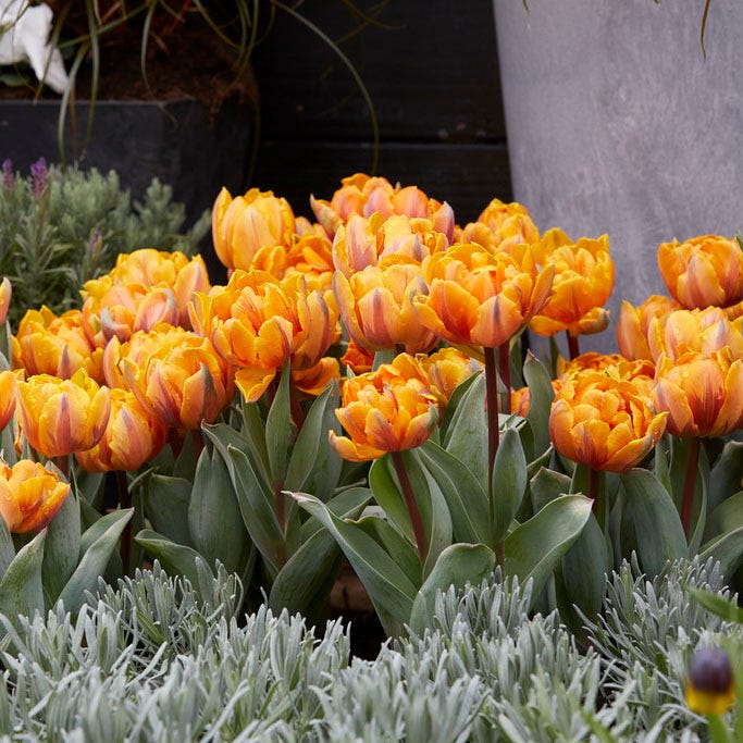 Orange Princess Double Late Tulip Bulbs | American Meadows