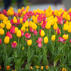 Bestselling Fall-Planted Bulbs