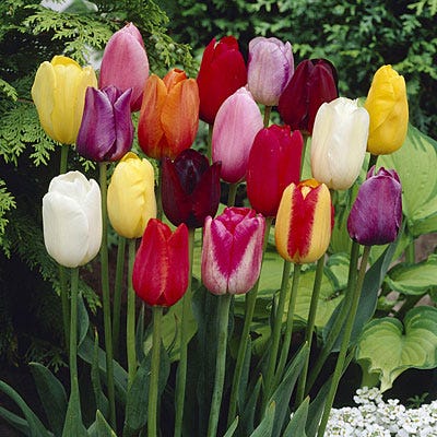 Single Late Tulip Bulb Mix