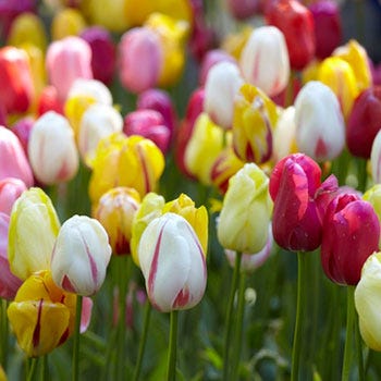 Single Late Tulip Bulb Mix