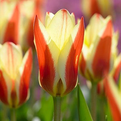 Stresa Rock Garden Tulip - Thumbnail 2