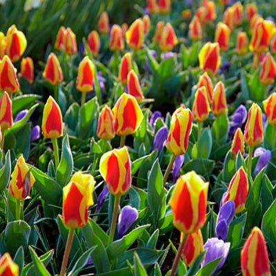 Stresa Rock Garden Tulip