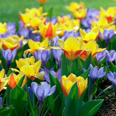 Stresa Rock Garden Tulip - Thumbnail 3