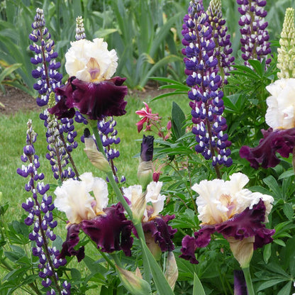 Twist of Sheree Reblooming Bearded Iris
