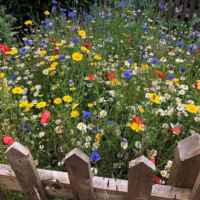 Value Bulk Wildflower Seed Mix
