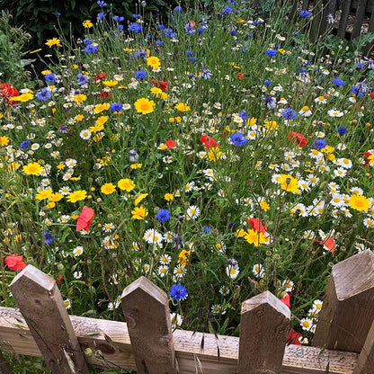 Value Bulk Wildflower Seed Mix