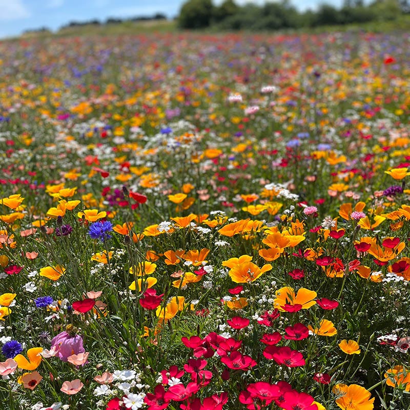 bulk wild flower seeds Value Bulk Wildflower Seed Mix