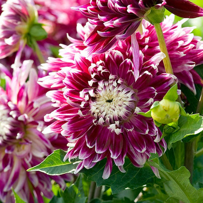 Purple Paradise Dahlia Collection