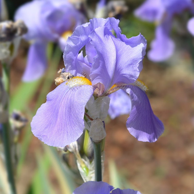 Variegated Gold Bearded Iris