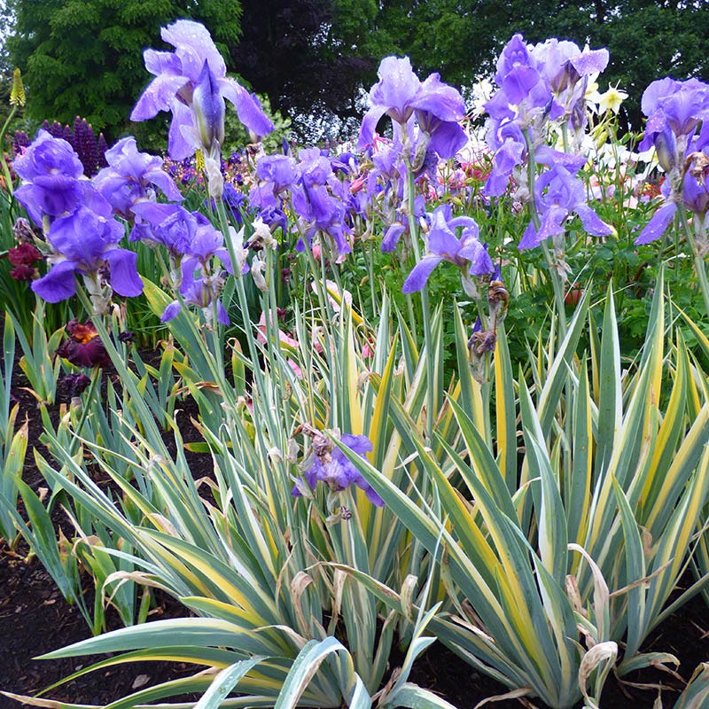 Fragrant Bearded Iris Collection
