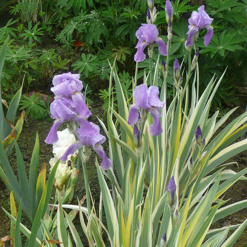 iris pallida 'variegata Variegated Gold Bearded Iris | Purple