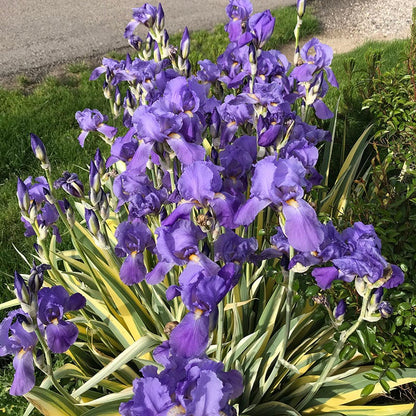 Variegated Gold Bearded Iris