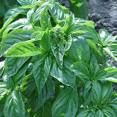 Basil Seed Favor Packet