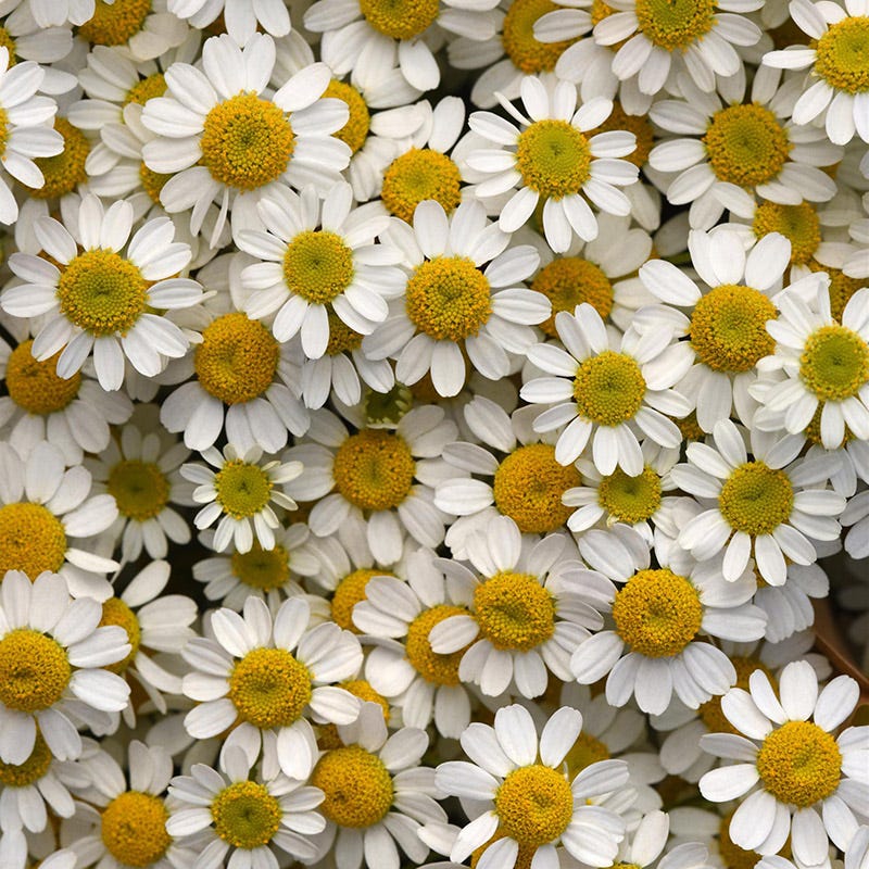 Vegmo Single Feverfew